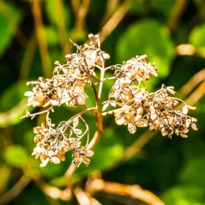 Boswellia Extract